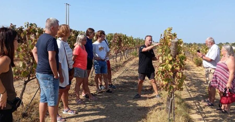 Albufeira/Vilamoura: Winery Tour with Wine Tasting and Tapas - The Vineyard Walk: What You Actually Get Beyond the Tasting