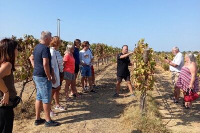 Albufeira/Vilamoura: Winery Tour with Wine Tasting and Tapas - Hotel Pickup in Albufeira or Vilamoura, Plus On-the-Road Story Time