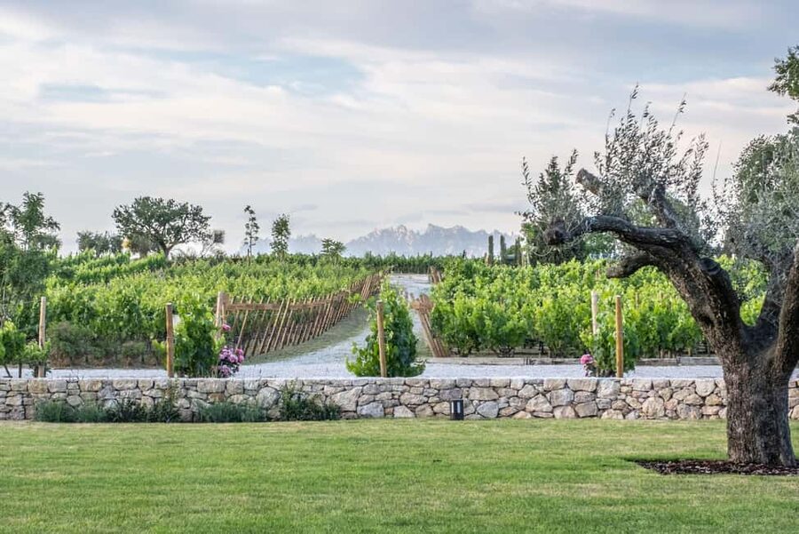 Barcelona-Penedès: Familia Torres wine & tapas winery tour - Key Things to Know Before You Go
