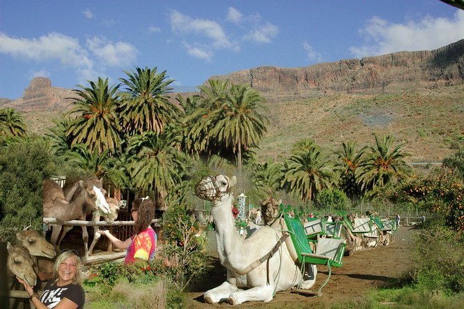 Camel Ride in Fataga with Tapas and drinks - What Makes the Fataga Camel + Tapas Experience Worth Your Time