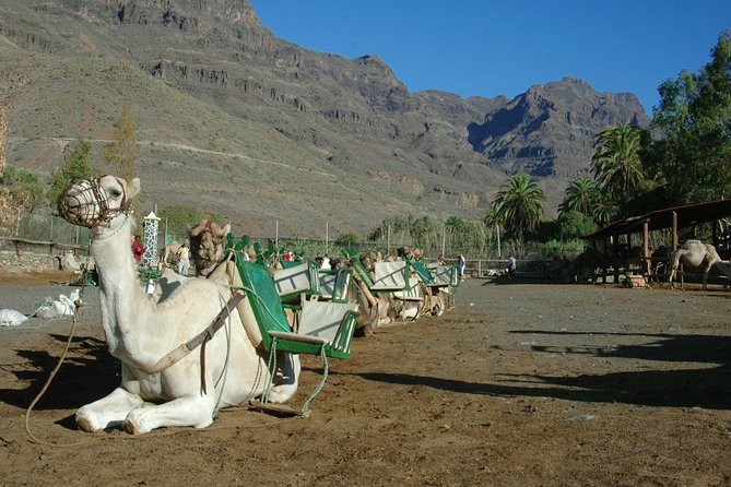 Camel Ride in Fataga with Tapas and drinks - The Tropical Garden Tour: Fruit Trees, Animals, and a Real Oasis Feel
