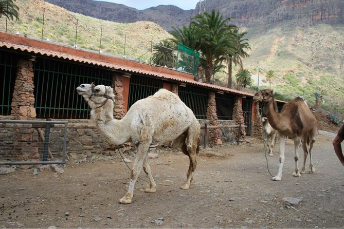 Camel Ride in Fataga with Tapas and drinks - Tapas Lunch at the Park Restaurant (Where the Meal Has Personality)