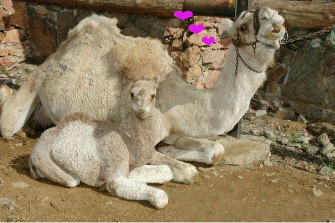 Camel Ride in Fataga with Tapas and drinks - Views and Photo Opportunities (Without Making You Hate Your Camera)