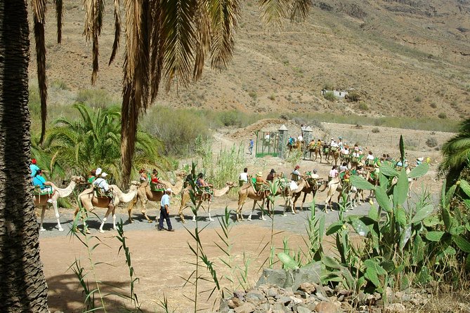 Camel Ride in Fataga with Tapas and drinks - Time, Group Size, and the Realistic Pace