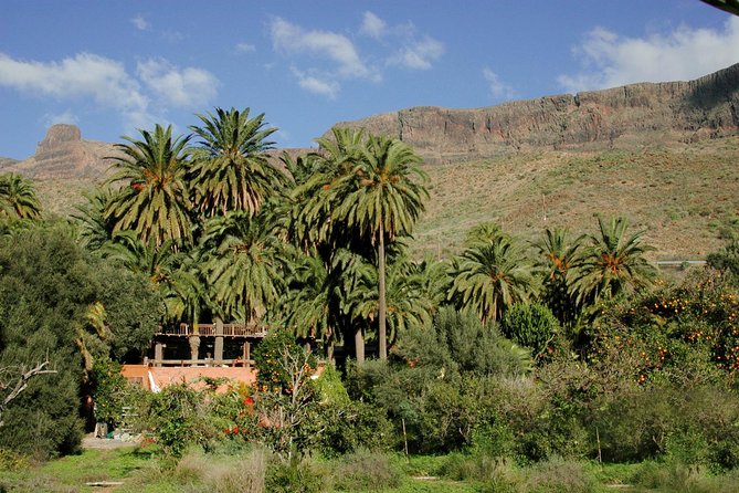 Camel Ride in Fataga with Tapas and drinks - Price and Value: $57.67 for a Full Animal + Food Package