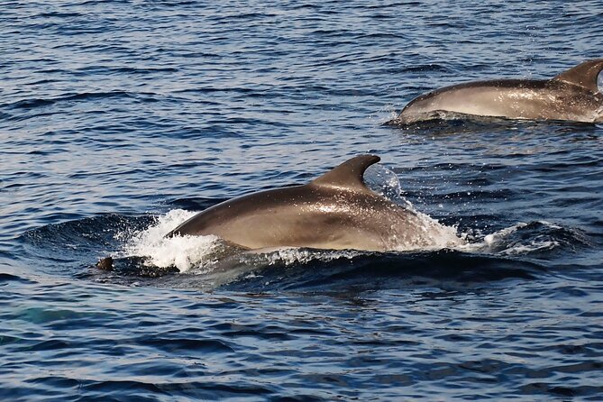 Catamaran Sailing Experience Manilva Tapas Drink Dolphins Swim Stop - Who this tour suits best (and who should skip it)