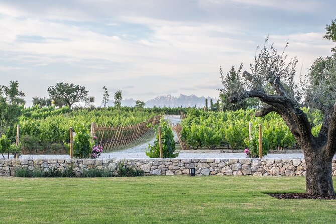 Familia Torres Winery: Gastronomic Tapas & Wine Experience - The four-wine tasting: vermouth, white, red, and sparkling