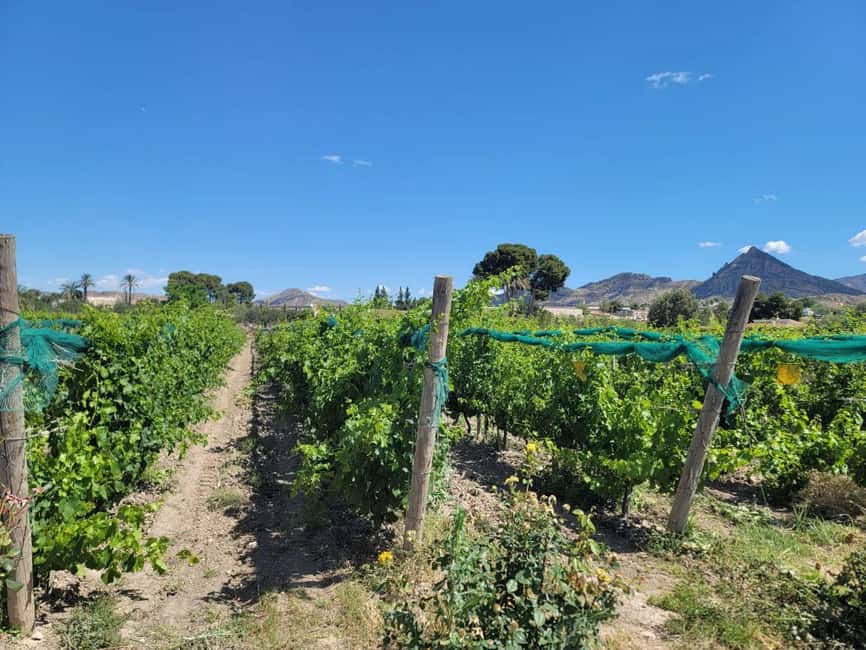 From Alicante: Winery Tour and Wine Tasting with Tapas - What to bring (and what to skip) so the tour feels easy
