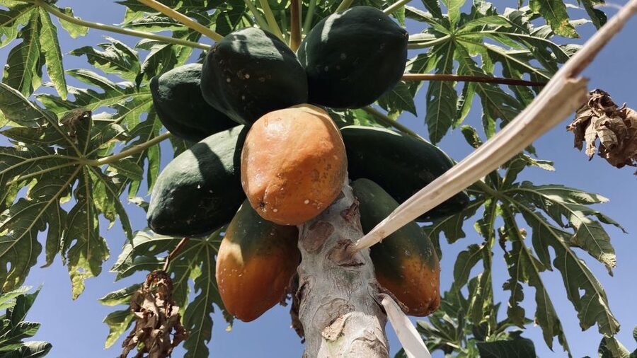 Fuerteventura: Tapas and Local Life Guided Tour - Key things I’d circle on your plan