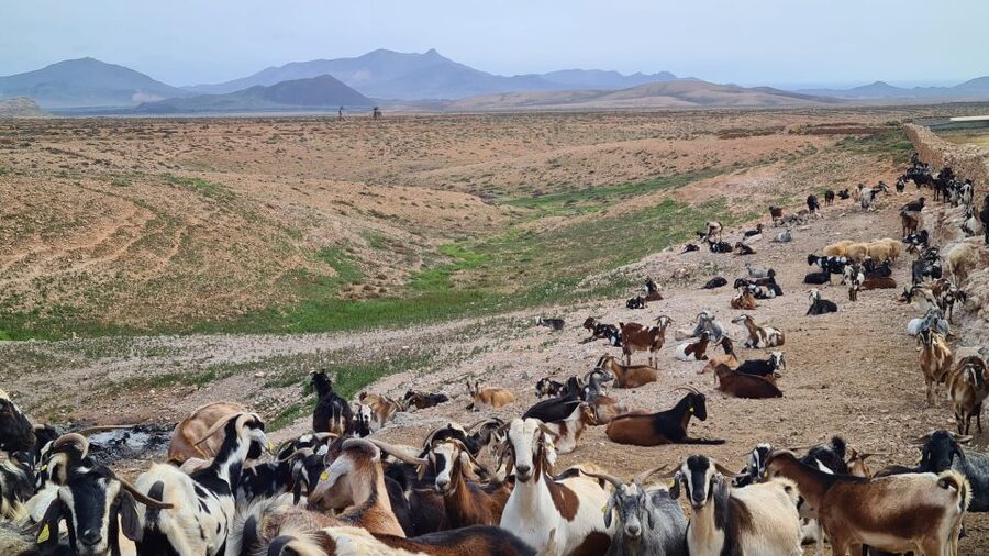 Fuerteventura: Tapas and Local Life Guided Tour - Green mojo cooking show: learn the flavor, not just the name