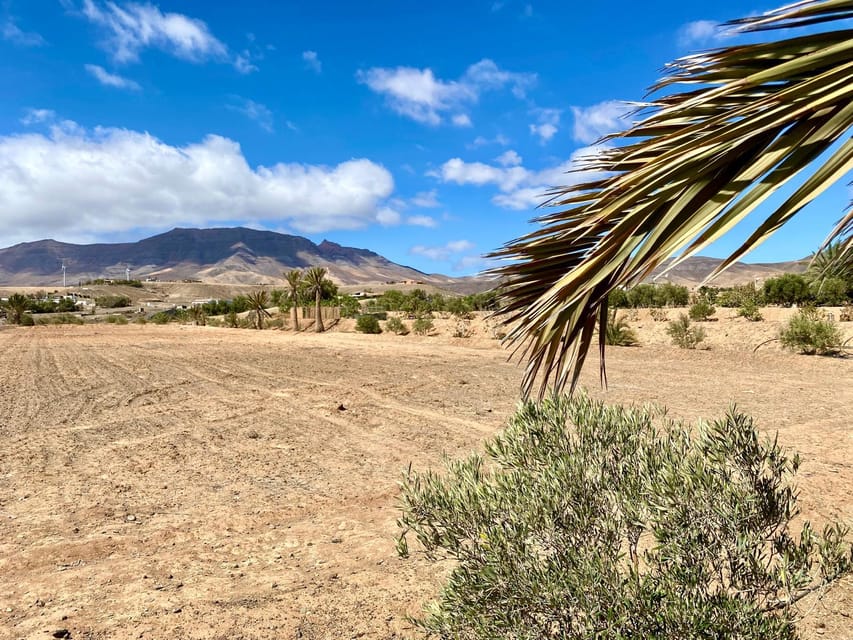 Fuerteventura: Tapas and Local Life Guided Tour - Olive tree farm: olives, oil, and why timing matters