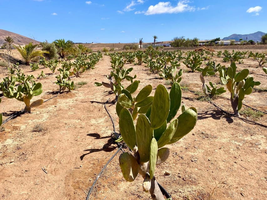 Fuerteventura: Tapas and Local Life Guided Tour - Prickly pear: cactus fruit and jam that tastes like a surprise