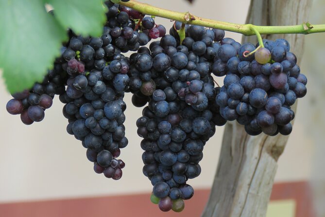 Guided 4x4 Adventure and Skywalk with Wine and Tapas in Madeira - Pickup and Route Stops: Why Starting in Funchal Helps