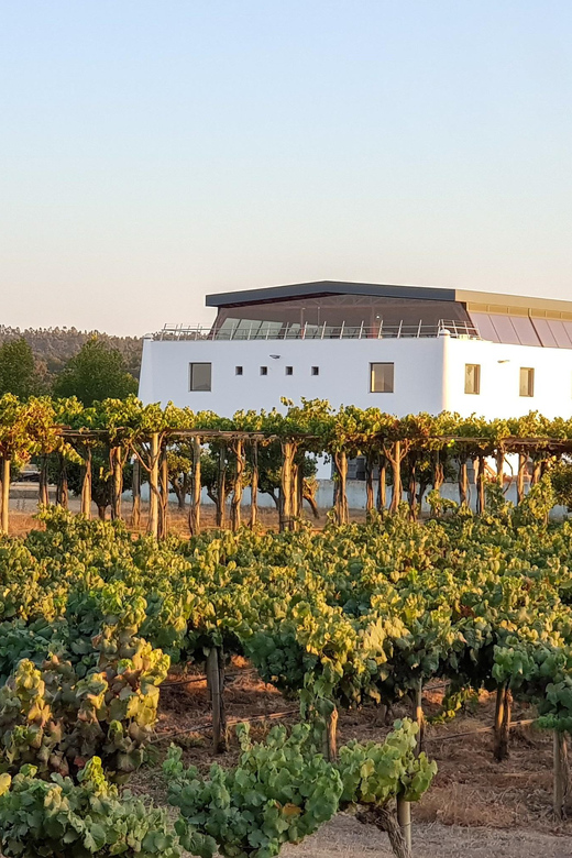 Herdade Canal Caveira - Winery Visit 4 Wines & Tapas - Tapas + Vineyard Picnic: The Part You’ll Actually Remember