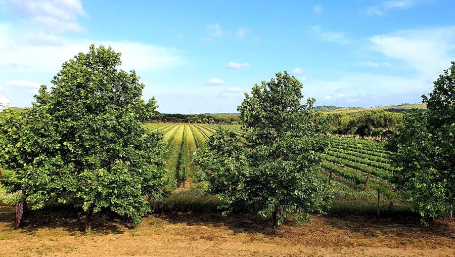 Herdade Canal Caveira - Winery Visit 4 Wines & Tapas - Best Fit: Who Should Book This Winery Visit?
