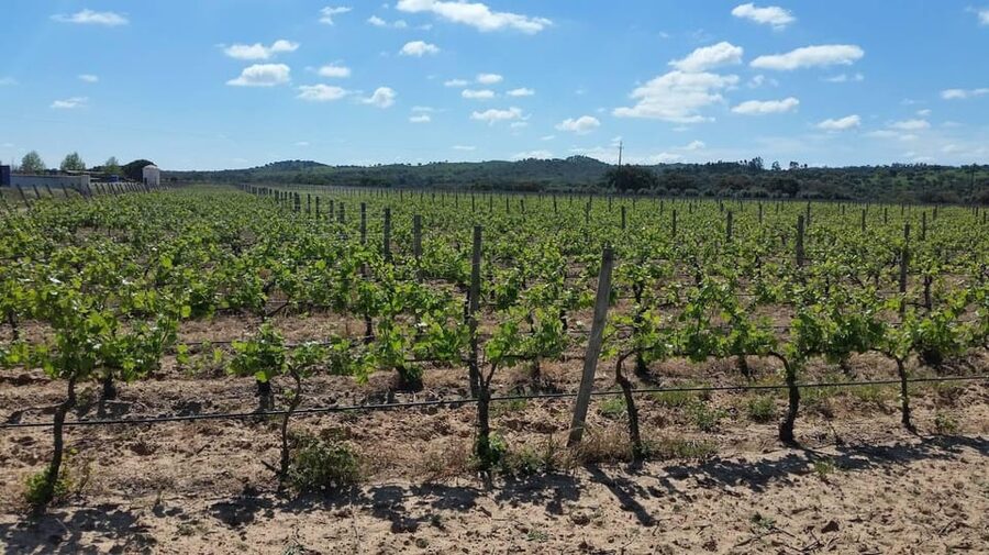 Herdade Canal Caveira - Winery Visit 4 Wines & Tapas - FAQ