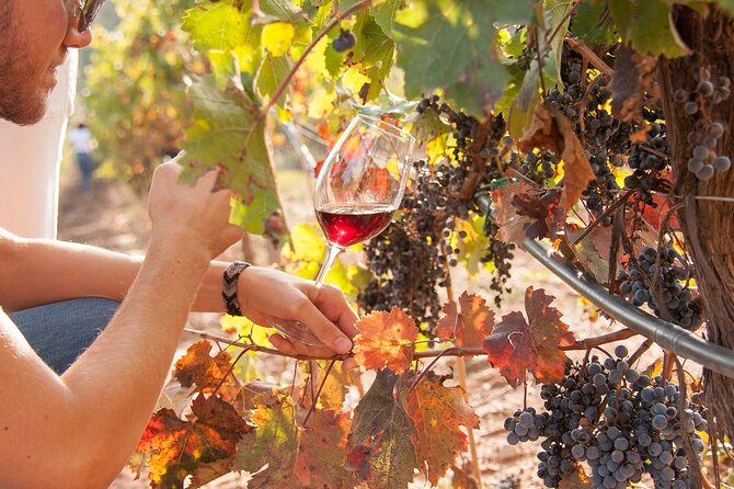High-End Vineyard Escape: Cava, Tapas & Wine | Private Tour - Price and value: what your $598.87 per person covers