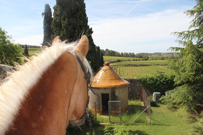 Horseback Ride, Penedes, Wine Tasting & Tapas Private Tour - Pacs del Penedès Hipica: your vineyard ride, guided and level-friendly