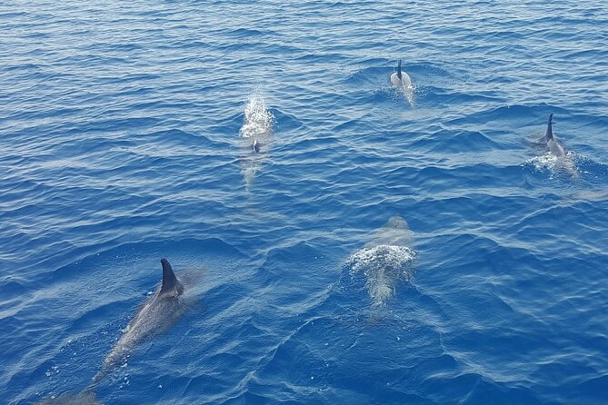 Key West Sunset Sail: Dolphin Watching, Wine, and Tapas - Premium Wine, Champagne, Beer, and Chef’s Tapas: Worth the Price?