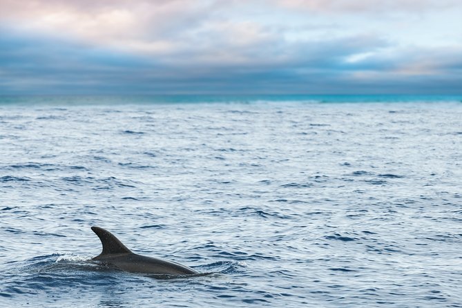 Key West Sunset Sail: Dolphin Watching, Wine, and Tapas - Dolphins in the Wild: What You’re Likely to See (and What You Won’t)