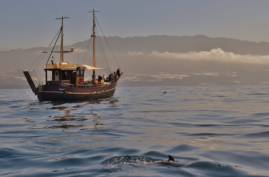 La Palma: 4-Hour Coastline Cruise with Tapas and Barbecue - Bussard on La Palma: What a 12-Guest Boat Changes