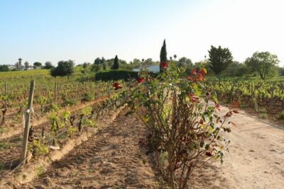 Lagos, Portimão & Carvoeiro: Wine Tasting, Tapas & Music Tour - Meeting point near Carvoeiro, plus easy pickup options