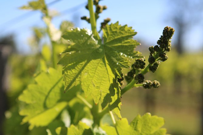 Lagos, Portimão & Carvoeiro: Wine Tasting, Tapas & Music Tour - Live Portuguese music on-site: when it’s woven in, not pasted on