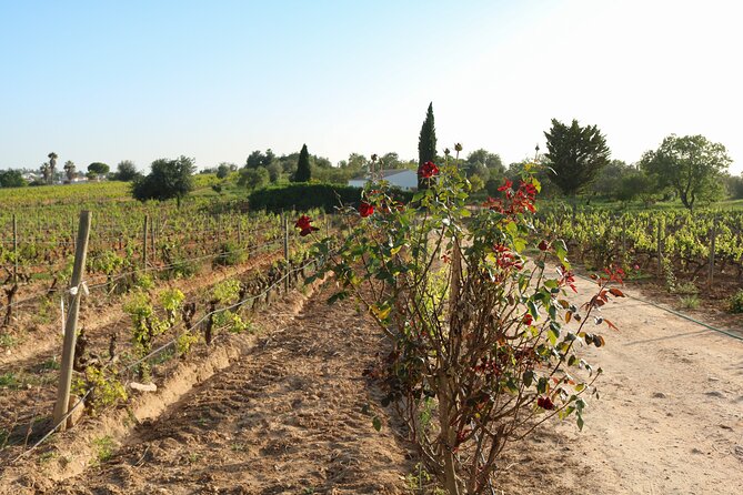 Lagos, Portimão & Carvoeiro: Wine Tasting, Tapas & Music Tour - Meeting point near Carvoeiro, plus easy pickup options