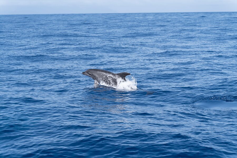 Los Gigantes: Sailing Excursion with Swimming, Drink & Tapas - Los Gigantes from the water: why this 3-hour sail works