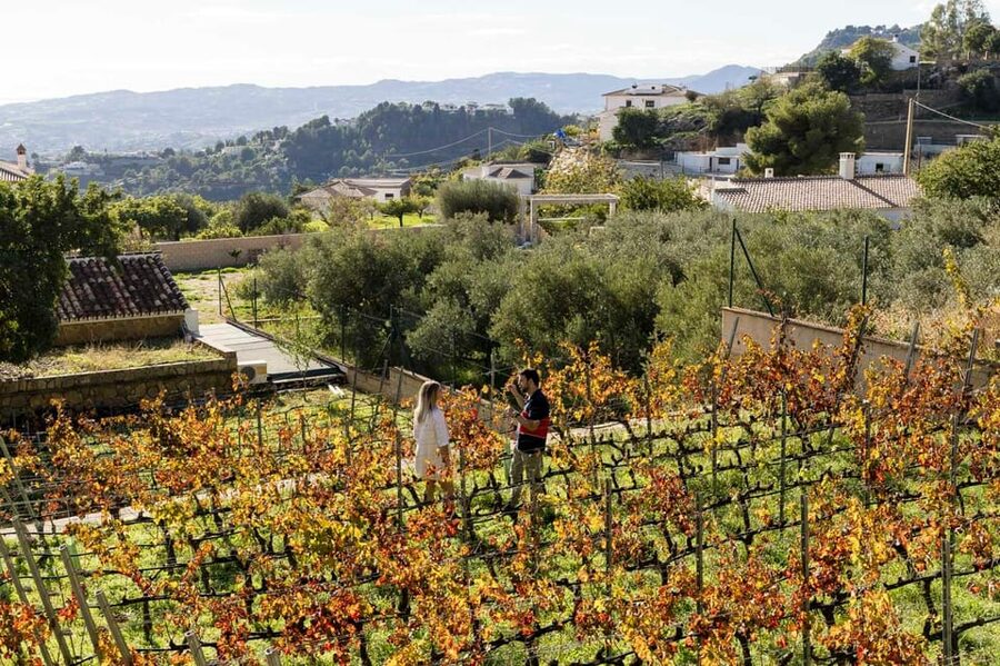 Malaga: Organic Vineyard Tour with 6 Wines, Tapas & Transfer - 6 Organic Wines (Including Vermouth and an Experimental Pour)