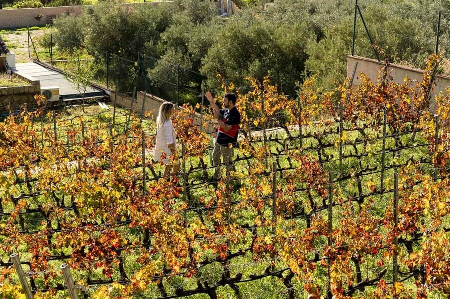 Malaga: Organic Vineyard Tour with 6 Wines, Tapas & Transfer - The People Make It: Beatrice, Sasha, Pablo, Chris, and Antonio