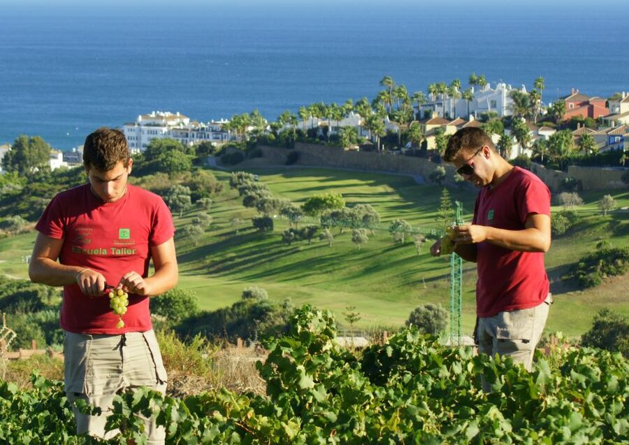 Manilva: Nilva Vineyard, Wine Tasting & Tapas Guided Tour - Starting Point in Manilva: Civima Sets the Tone