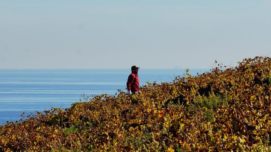 Manilva: Nilva Vineyard, Wine Tasting & Tapas Guided Tour - Logistics You Should Know Before You Go