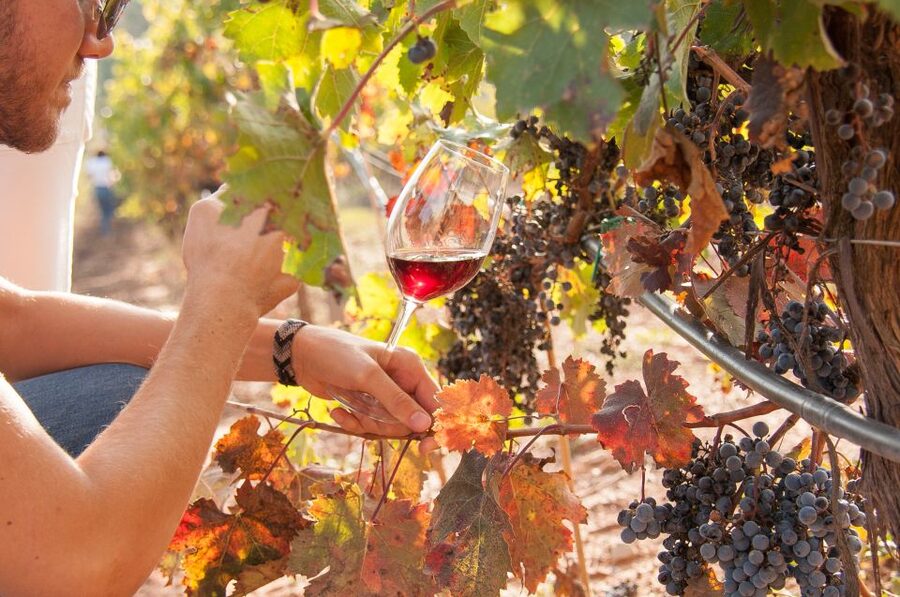 Private Wine, Tapas & Cava Experience from Barcelona - Tastings and tapas: how up to 8 pours actually work