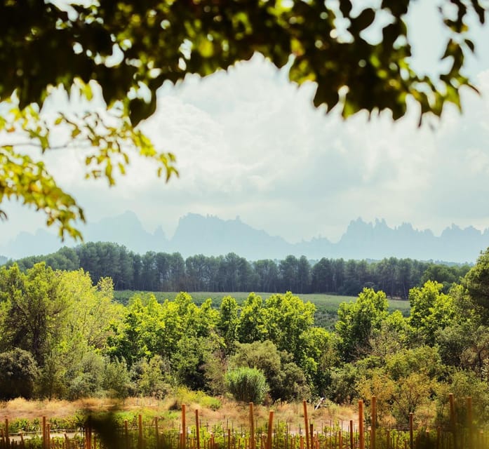Private Wine, Tapas & Cava Experience from Barcelona - What the day feels like hour by hour