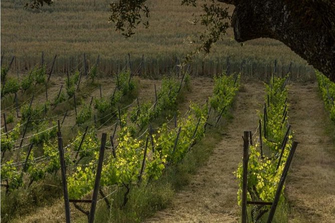 Ronda Private Wine Tour and Tapas from Marbella - Vineyard walk and the white wine under an oak tree