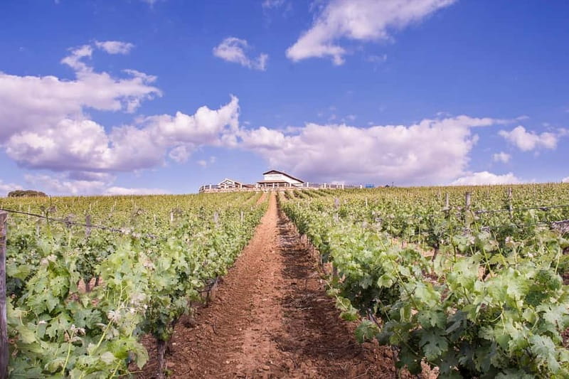 Ronda: Winery Tour with Wine Tasting and Tapas - Walking the Vineyards: Garnacha, Tempranillo, Syrah and the Climate Story