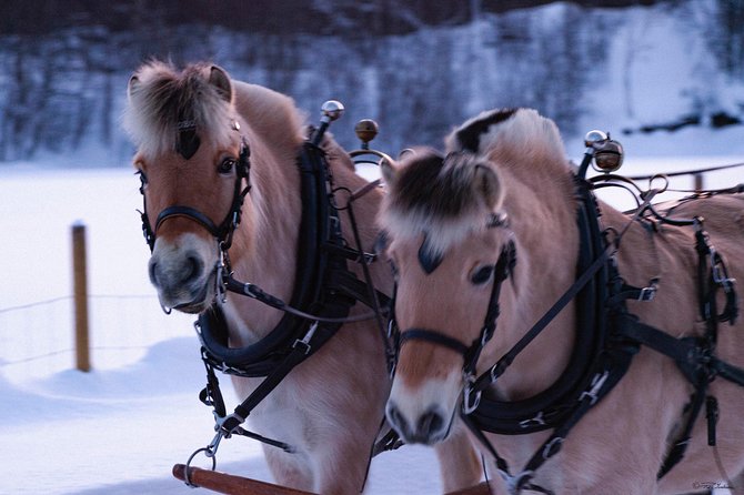 Sleigh Ride w/ Tapas Meal - Experience Arctic Farm Life - The 2.5-hour rhythm at Omdal Gard (Alta, Norway)