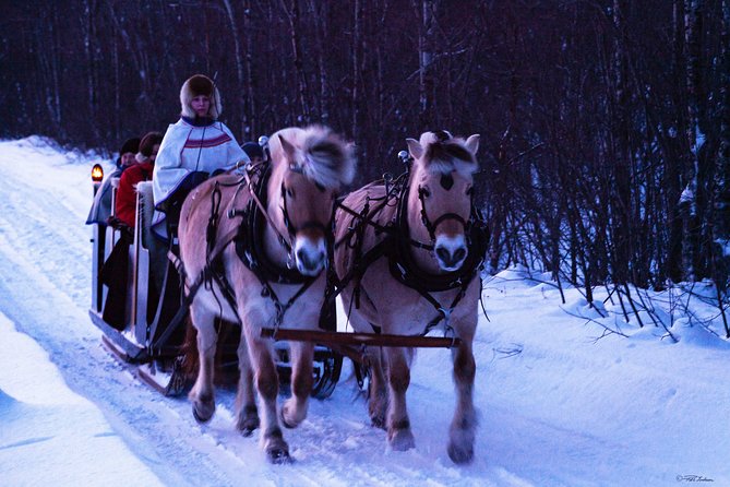 Sleigh Ride w/ Tapas Meal - Experience Arctic Farm Life - The farm part: sheep, horses, and family explanations that stick