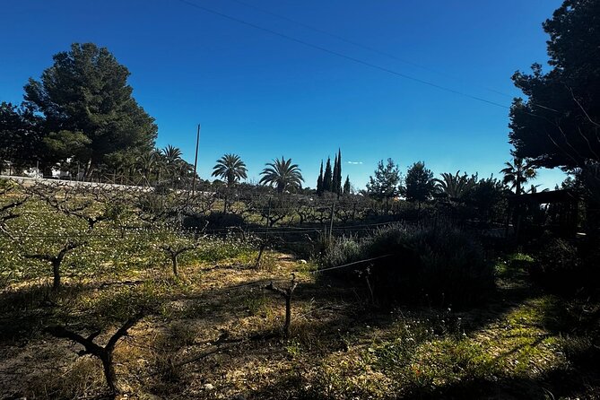 Wine and Tapas Tasting Tour from Alicante, Private Van - Dietary Options and Language Support for Real-World Comfort