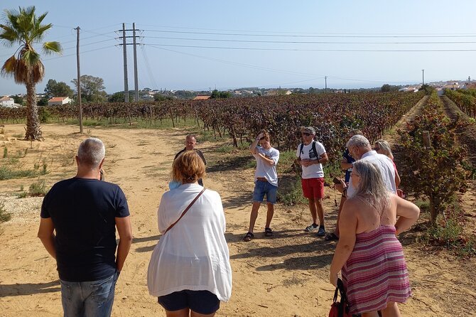 Wine Lovers: Winery Tour w/ Tasting & Tapas (Albufeira/Vilamoura) - Why This Albufeira Wine Tour Works for a Half-Afternoon