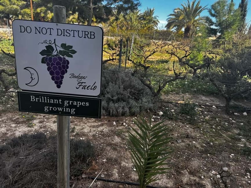 Winery Visit and Tasting in Elche with wines and tapas from Alicante in Van - The tasting: 3–4 wines, tapas-style bites, and local product pairings