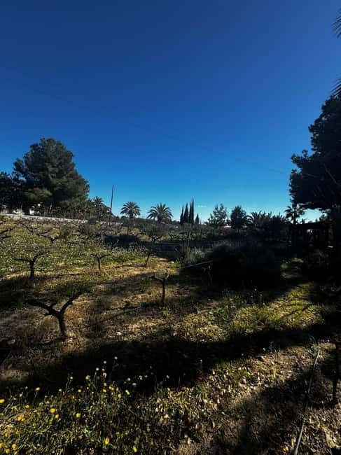 Winery Visit and Tasting in Elche with wines and tapas from Alicante in Van - Who this tour suits best on the Alicante coast